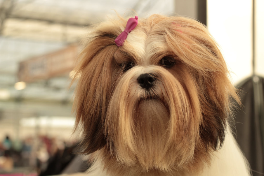 small dog with bow ready for dog show