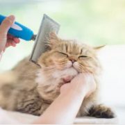 cat enjoying getting his hair brushed