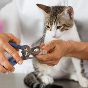 trimming a kitten's claws stock photo