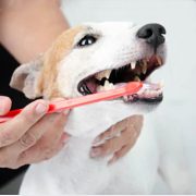 Brushing a happy dog's teeth