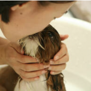 Dog taking a bath kissing the groomer at portland pet grooming