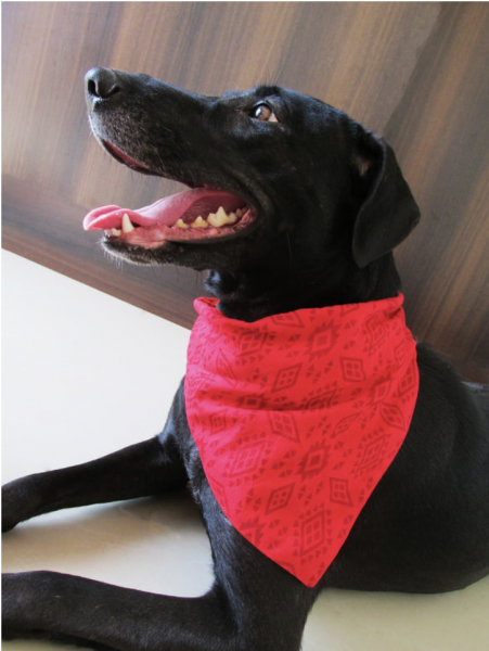 a happy groomed dog with a bandana