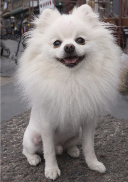 a grooming fluffy pomeranian dog. Groomed by portland pet grooming